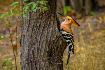 Madagascar hoopoe (Upupa marginata)