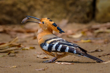 Madagascar hoopoe (Upupa marginata)