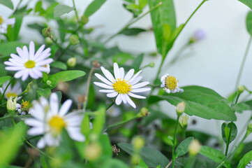 purple Bellis perennis , purple daisy or Aster tataricus or Tatarian Aster or Tatarian Daisy or Tatarinows Aster or Asteraceae or Astereae or Aster indicus or Kalimeris incisa or Blue Star © jobrestful