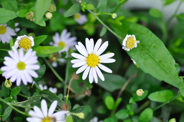 purple Bellis perennis , purple daisy or Aster tataricus or Tatarian Aster or Tatarian Daisy or Tatarinows Aster or Asteraceae or Astereae or Aster indicus or Kalimeris incisa or Blue Star © jobrestful