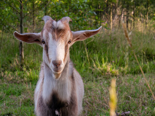 Portrait of a kid grazing near an alder forest at sunset, in a farm in the eastern Andean mountains of central Colombia.