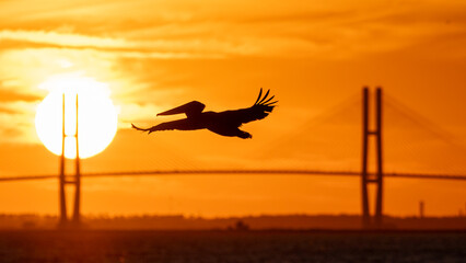 silhouette of a  pelican flying in front of the  Sidney Lanier Bridge in Brunswick, GA - obrazy, fototapety, plakaty