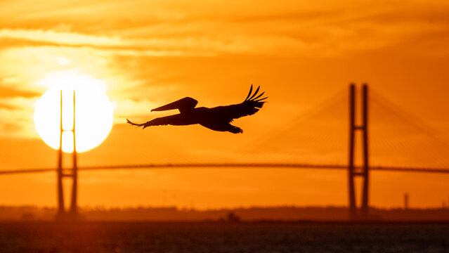 silhouette of a  pelican flying in front of the  Sidney Lanier Bridge in Brunswick, GA