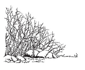 Vector drawing. The thorn bushes