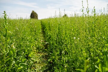 farmer conducting a crop walk in a chicory crop. students learning about agriculture