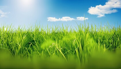 Fototapeta premium green grass and blue sky