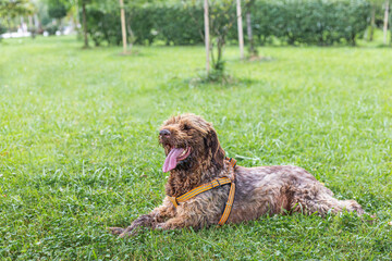 Portrait of a happy beautiful red big dog in a beautiful dog harness. Dog fashion. Tired of the game. Old dog. Selective focus