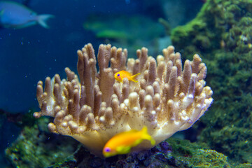 Horse anemone (Actinia equina) on a sea reef