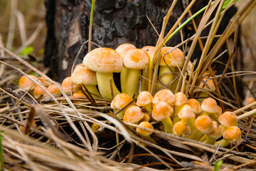 Small honey mushrooms growing near a tree stump.