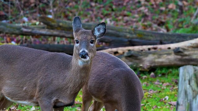 Young doe feeding in our yard this Autumn in Windsor in Broome County in Upstate NY.