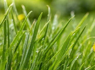 Fototapeta na wymiar Green grass on a sunny day, macro photography background