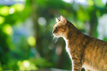 Cat in the garden