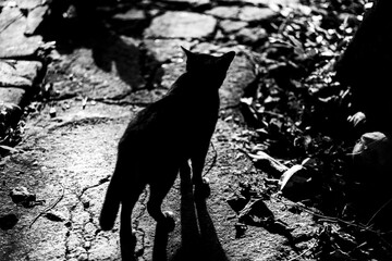Cat  in the garden silhouette photography