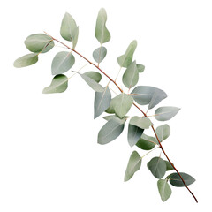 Eucalyptus Branch isolated on transparent background.