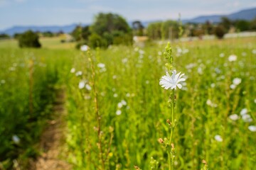 white flower clover flower in a field on a farm