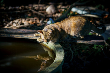  a cat sitting next to a cement pond filled with water.
