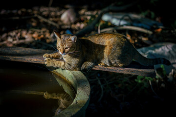  a cat sitting next to a cement pond filled with water.