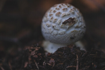Close-up on a small Amanita citrina commonly known as the false death cap or citron amanita growing in the woods