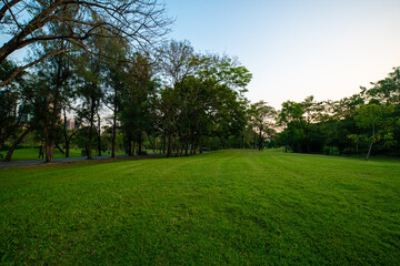 Fototapeta na wymiar Green park sunset with meadow and tree