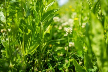 white flower clover flower in a field on a farm