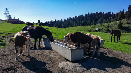 Group of wild horses grazing on alpine pasture on Dobratsch, Villacher Alps, Carinthia, Austria, Europe. Remote horse farm in wilderness Austrian Alps. Peaceful and serene atmosphere. Fresh alpine air