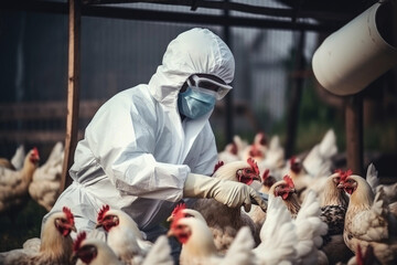 Veterinarian in protective equipment inspecting the poultry at chicken farm,  bird flu infection - obrazy, fototapety, plakaty