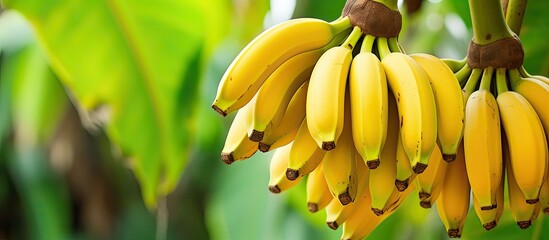 Close-up of ripe yellow bananas on a banana tree.