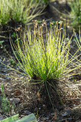 The portugues Sundew (Drosophyllum lusitanicum), a carnivorous plant, in natural habitat near Santiago Do Cacem in Portugal