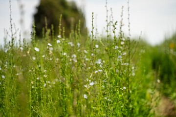 white flower clover flower in a field on a farm