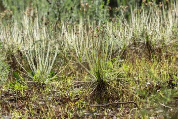 Obraz premium The portugues Sundew (Drosophyllum lusitanicum), a carnivorous plant, in natural habitat near Santiago Do Cacem in Portugal
