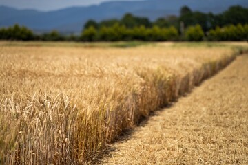 varietys of wheat in a field