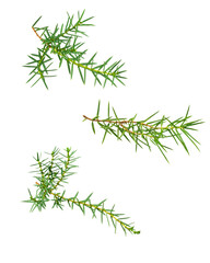 juniper twigs on a white isolated background