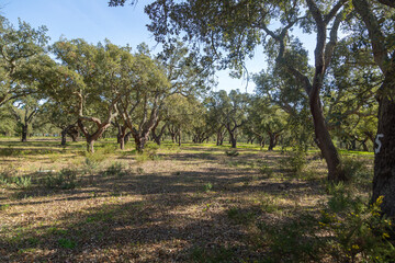 Cork Oak (Quercus suber) Forest near Santiago do Cacem, Portugal