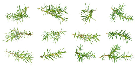 juniper twigs on a white isolated background - obrazy, fototapety, plakaty