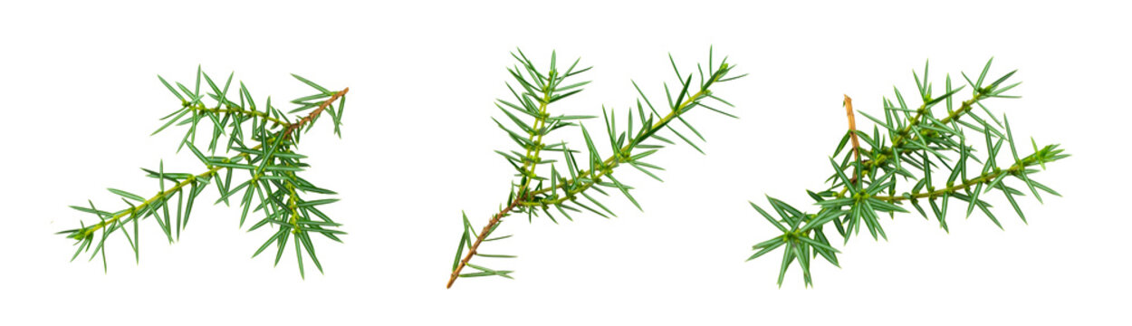 juniper twigs on a white isolated background