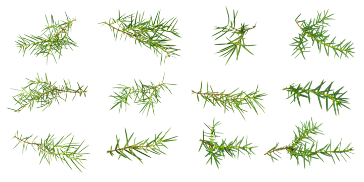 juniper twigs on a white isolated background