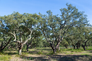 Cork Oak (Quercus suber) Forest near Santiago do Cacem, Portugal