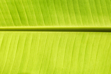 Close-up photo of banana leaves