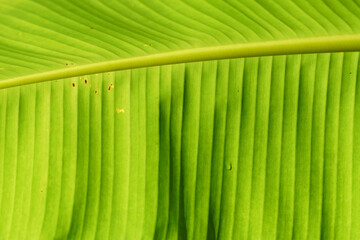 Close-up photo of banana leaves