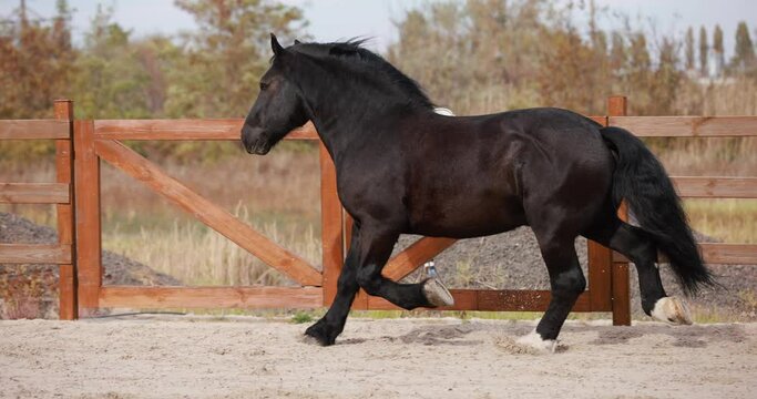 Black horse running trotting at outdoor arena, slow motion
