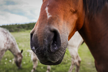 Naklejka premium portrait of a wild bay horse in an open field with other horses in the background 