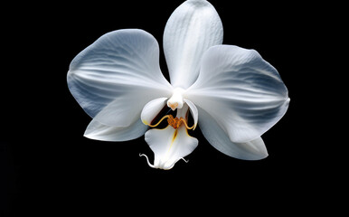 Flower floral white beauty closeup plant phalaenopsis tropical background flora petal nature orchid blossom