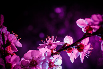 Spring tree blossom in blue and purple, neon color, tree blossom