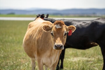 portrait Stud dairy cows grazing on grass in a field, in Australia. breeds include Friesian, Holstein, Jersey stud