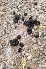 Animal manure
