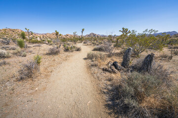 hiking the lost horse mine loop trail in joshua tree national park, california, usa
