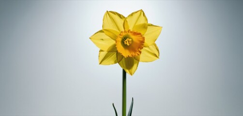  a single yellow daffodil in a vase with the sun shining through the clouds in the back ground.