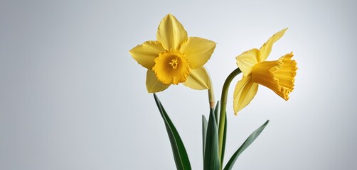 Fototapeta na wymiar two yellow daffodils in a glass vase against a white background with a green stem in the foreground.