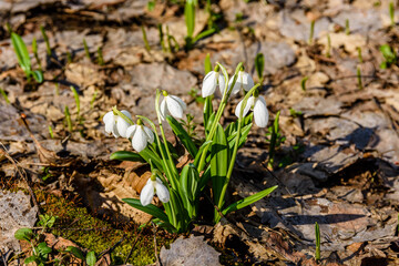 White blooming snowdrops (galanthus nivalis) at the forest on early spring