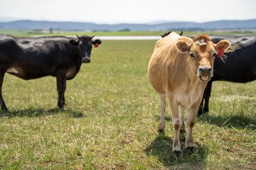 organic, regenerative, sustainable agriculture farm producing stud dairy cows. cattle grazing in a paddock. cow in a field on a ranch in springtime